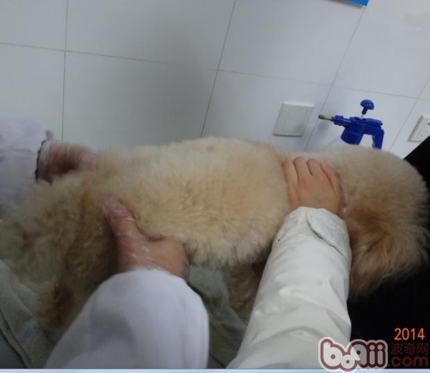圖1 觸診檢查狗狗後軀，雙腿無力，腰椎觸診疼痛，小便失禁，腸管內有大量積糞