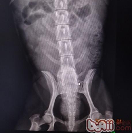 圖2  第六、七腰椎間隙狹窄，腸管內積氣積糞