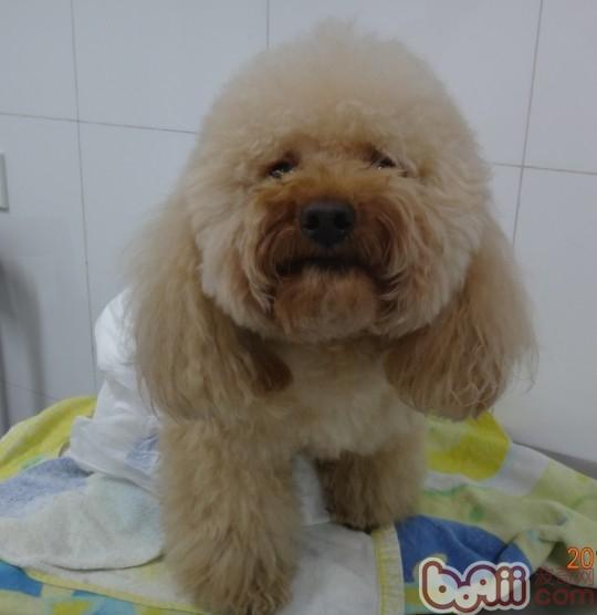 圖5  狗狗後肢可以稍稍負重，狀態尚佳