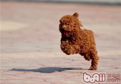 泰迪犬