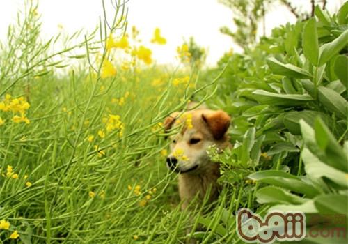 狗狗