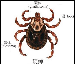 硬蜱