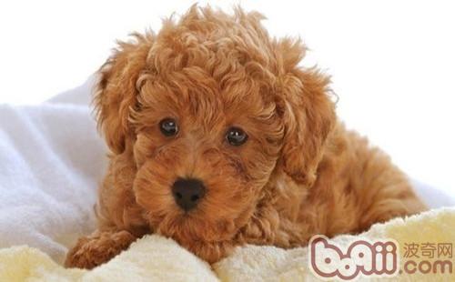 幼犬