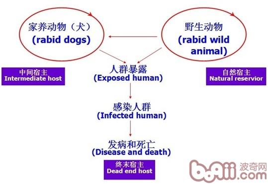 圖3：狂犬病傳播圈