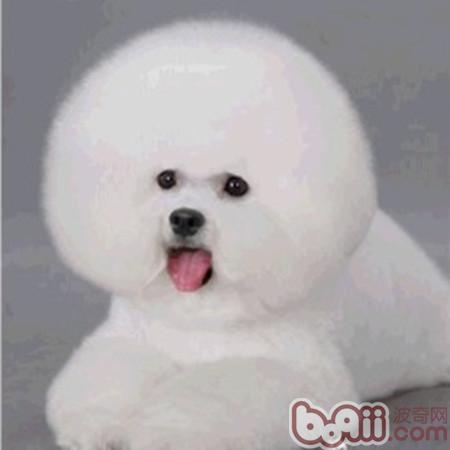比熊