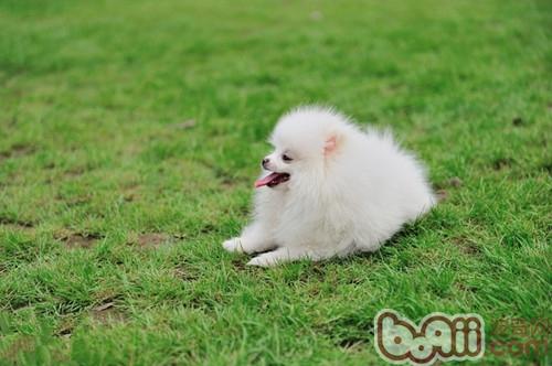 博美犬