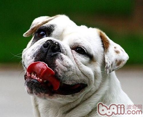 斗牛犬