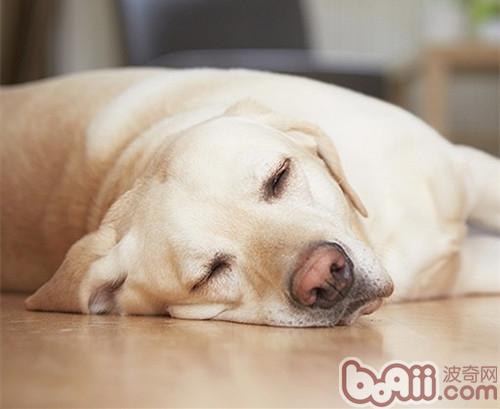 狗狗