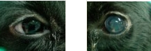  正常的犬眼：黑亮，有光澤無異物分泌此為犬青光眼：眼球增大，透明，呈淡青色 