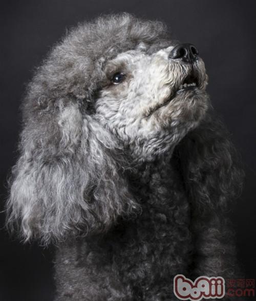 狗狗