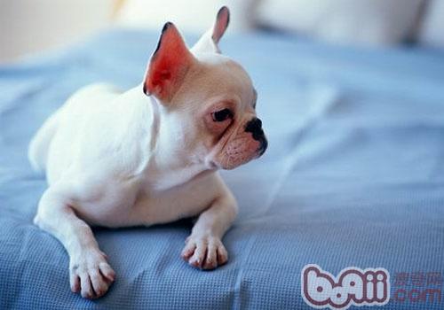 斗牛犬