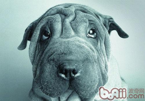 沙皮犬