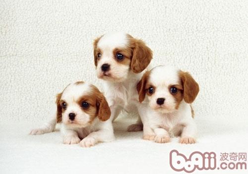 寵物犬營養代謝性疾病亟待重視