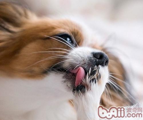 狗狗