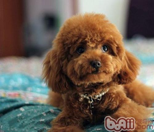 貴賓犬