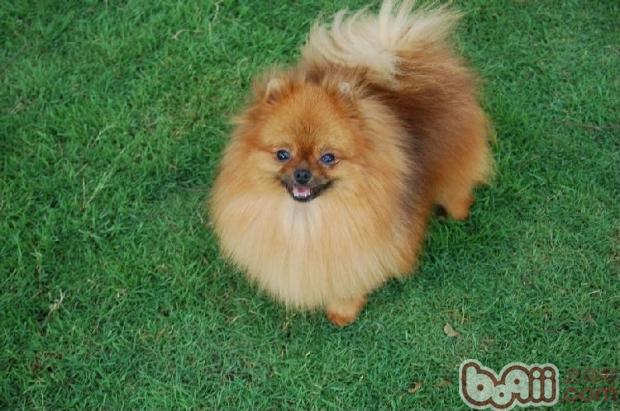 博美犬