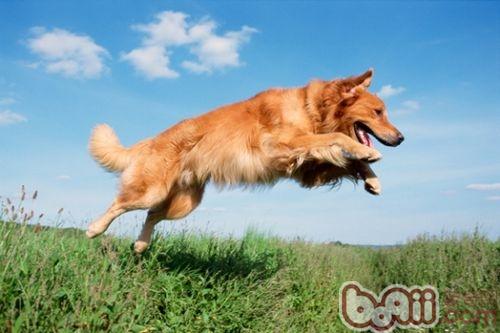 金毛犬