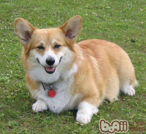 柯基犬