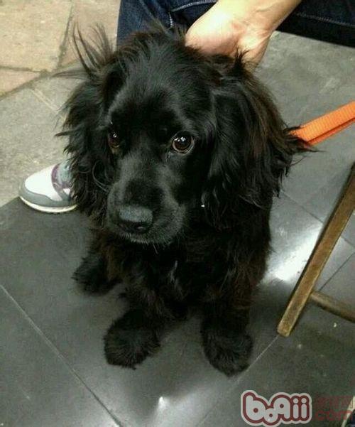 可卡犬