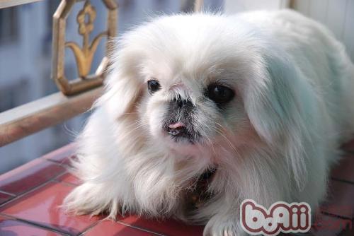 京巴犬