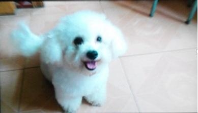 狗狗