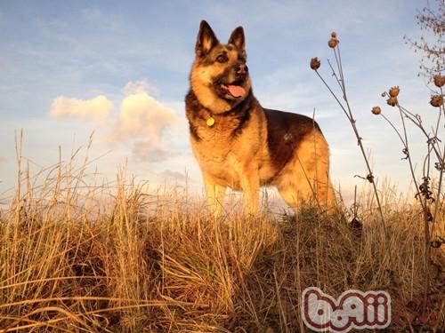 德國牧羊犬