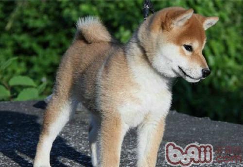 秋田犬