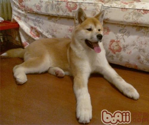 秋田犬