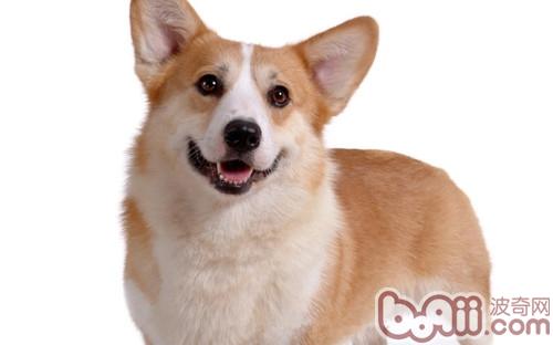 柯基犬