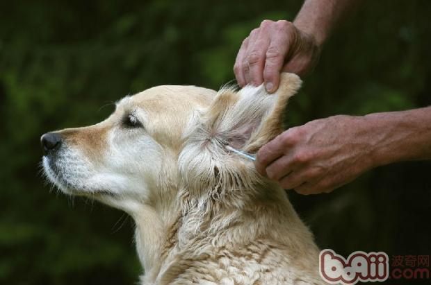 金毛犬