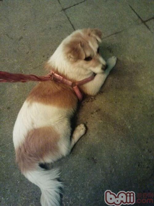柯基犬