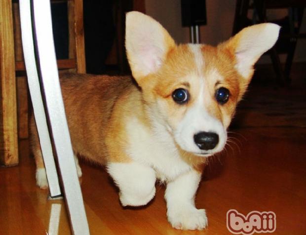 柯基犬