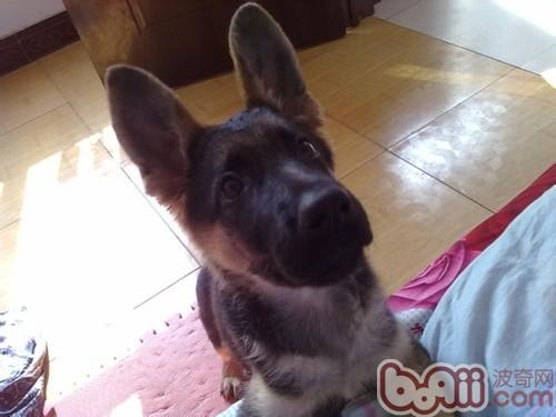 德國牧羊犬
