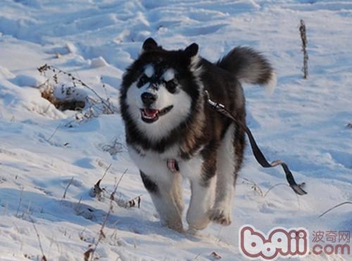 阿拉斯加犬