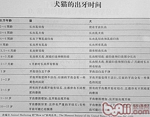 犬貓的出牙時間