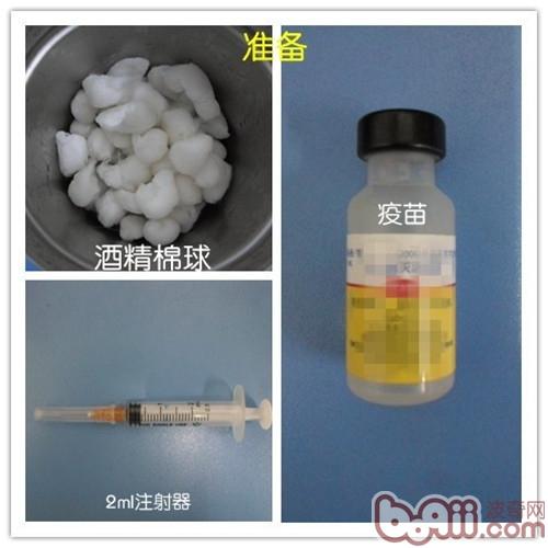 注射疫苗前的准備