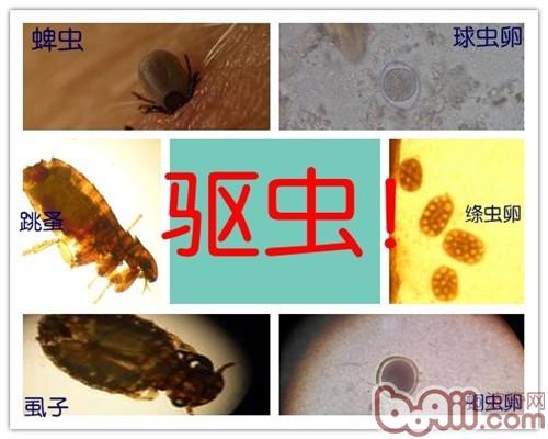 驅蟲