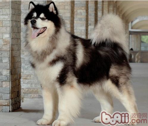阿拉斯加犬