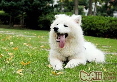 狗狗