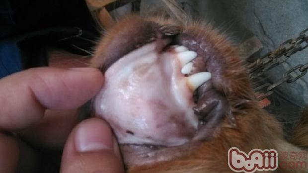患病狗狗