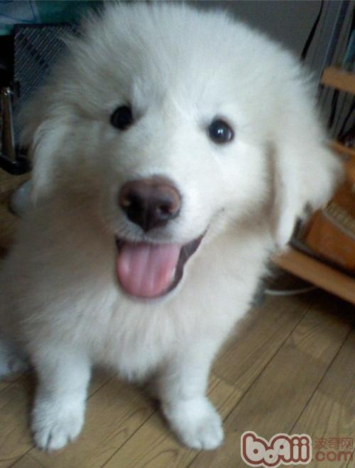 大白熊犬