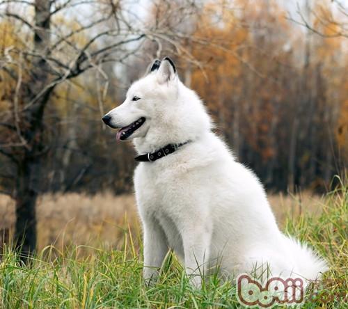 愛斯基摩犬