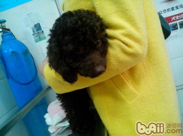 患犬小Q