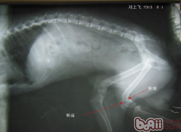 x光圖