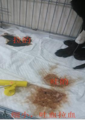 患病狗狗