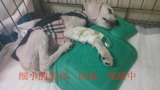 患病狗狗