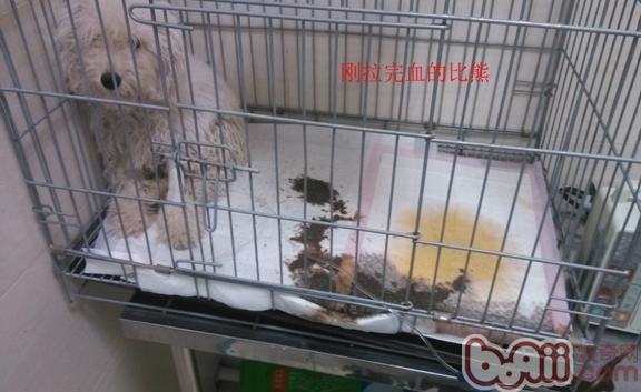 患病狗狗