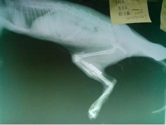 x光圖