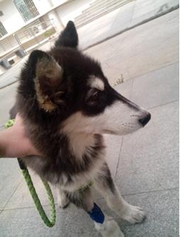 患病犬
