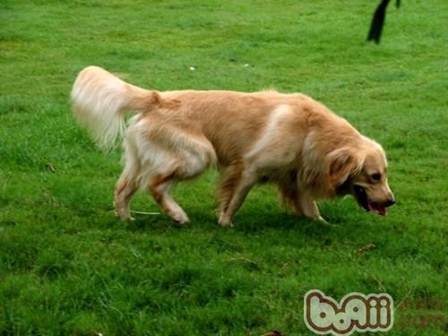 金毛犬